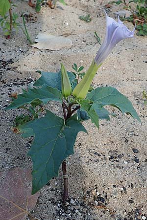 Datura stramonium var. tatula, Blauer Stechapfel