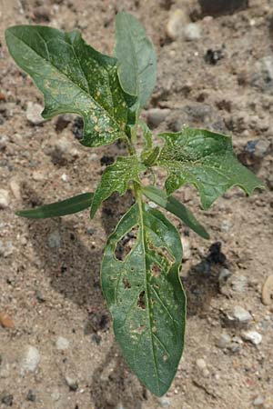 Datura stramonium \ Gew�hnlicher Stechapfel / Thorn Apple, D Mannheim 15.10.2019