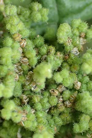 Dysphania botrys \ Klebriger Dr�seng�nsefu� / Sticky Goosefoot, Jerusalem Oak, D Mannheim 20.9.2015