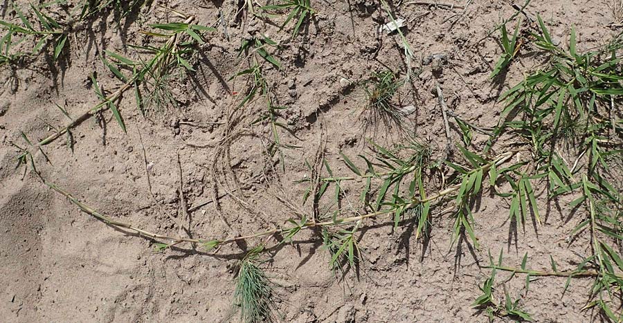 Cynodon dactylon \ Hundszahn-Gras, D Pfalz, Speyer 15.6.2021