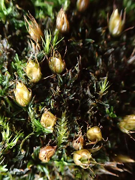 Diphyscium foliosum \ Blasebalg-Moos, Bebl�ttertes Blasen-Moos / Nut Moss, D Schriesheim 17.2.2018