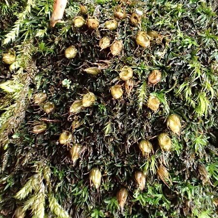 Diphyscium foliosum \ Blasebalg-Moos, Bebl�ttertes Blasen-Moos / Nut Moss, D Schriesheim 17.2.2018