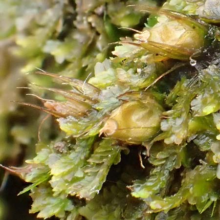 Diphyscium foliosum \ Blasebalg-Moos, Bebl�ttertes Blasen-Moos / Nut Moss, D Schriesheim 17.2.2018