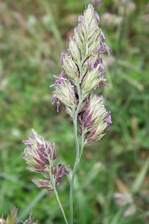 Dactylis glomerata \ Kn�uelgras / Cocksfoot Grass, Orchard Grass, D &Ouml;stringen-Eichelberg 25.5.2015