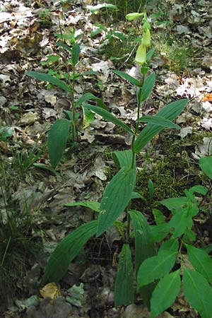 Digitalis grandiflora \ Gro�bl�tiger Fingerhut / Yellow Foxgloves, D Babenhausen 17.6.2015