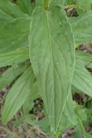 Digitalis grandiflora \ Gro�bl�tiger Fingerhut / Yellow Foxgloves, D Odenwald, Tr&ouml;sel 16.6.2017