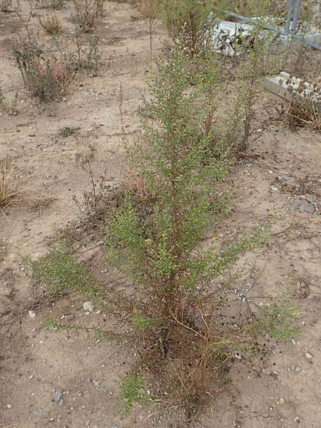 Dittrichia graveolens / Stinking Fleabane, D Mannheim 22.9.2018