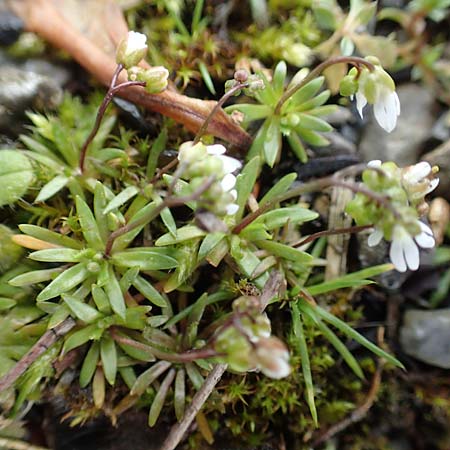 Draba glabrescens \ Kahles Hungerbl�mchen / Glabrous Whitlowgrass, D Aachen-Laurensberg 10.3.2019