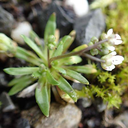 Draba glabrescens \ Kahles Hungerbl�mchen / Glabrous Whitlowgrass, D Aachen-Laurensberg 10.3.2019