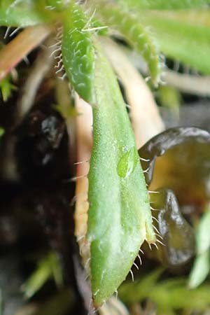 Draba glabrescens \ Kahles Hungerbl�mchen / Glabrous Whitlowgrass, D Aachen-Laurensberg 10.3.2019