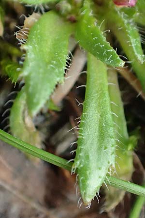 Draba glabrescens \ Kahles Hungerbl�mchen / Glabrous Whitlowgrass, D Aachen-Laurensberg 10.3.2019