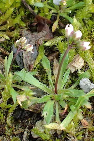 Draba glabrescens \ Kahles Hungerbl�mchen / Glabrous Whitlowgrass, D Aachen-Laurensberg 10.3.2019