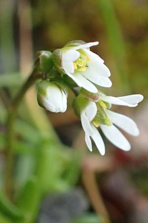 Draba glabrescens \ Kahles Hungerbl�mchen / Glabrous Whitlowgrass, D Aachen-Laurensberg 10.3.2019