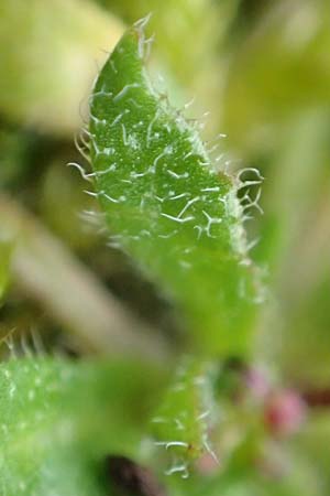 Draba glabrescens \ Kahles Hungerbl�mchen / Glabrous Whitlowgrass, D Aachen-Laurensberg 10.3.2019