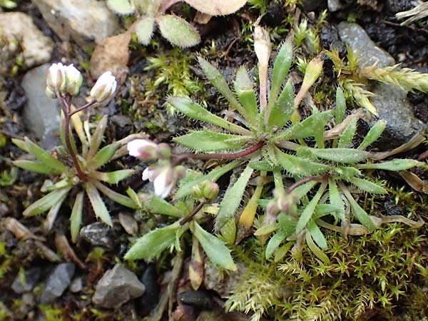 Draba glabrescens \ Kahles Hungerbl�mchen / Glabrous Whitlowgrass, D Aachen-Laurensberg 10.3.2019