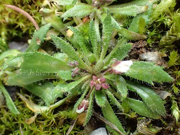 Draba glabrescens \ Kahles Hungerbl�mchen / Glabrous Whitlowgrass, D Aachen-Laurensberg 10.3.2019