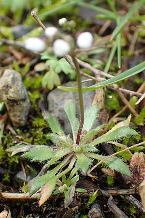 Draba glabrescens \ Kahles Hungerbl�mchen / Glabrous Whitlowgrass, D Aachen-Laurensberg 10.3.2019