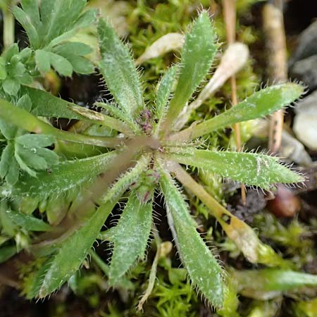 Draba glabrescens \ Kahles Hungerbl�mchen / Glabrous Whitlowgrass, D Aachen-Laurensberg 10.3.2019