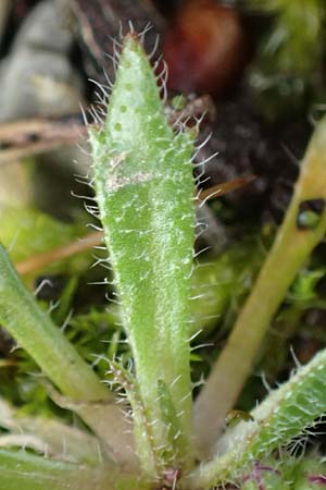 Draba glabrescens \ Kahles Hungerbl�mchen / Glabrous Whitlowgrass, D Aachen-Laurensberg 10.3.2019