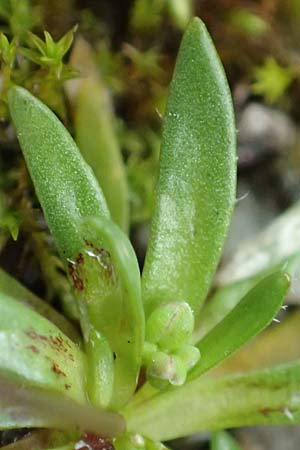 Draba glabrescens \ Kahles Hungerbl�mchen / Glabrous Whitlowgrass, D Aachen-Laurensberg 10.3.2019