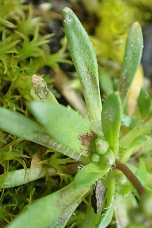 Draba glabrescens \ Kahles Hungerbl�mchen / Glabrous Whitlowgrass, D Aachen-Laurensberg 10.3.2019
