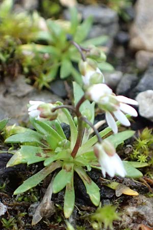 Draba glabrescens \ Kahles Hungerbl�mchen / Glabrous Whitlowgrass, D Aachen-Laurensberg 10.3.2019