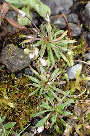 Draba glabrescens \ Kahles Hungerbl�mchen / Glabrous Whitlowgrass, D Aachen-Laurensberg 10.3.2019