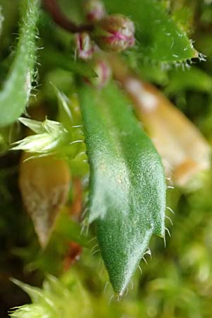 Draba glabrescens \ Kahles Hungerbl�mchen / Glabrous Whitlowgrass, D Aachen-Laurensberg 10.3.2019