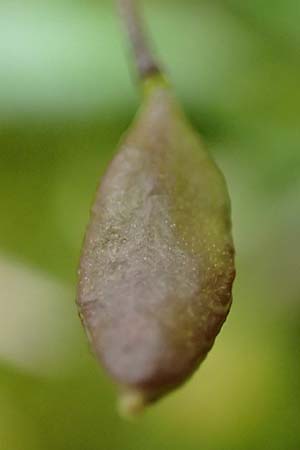 Draba glabrescens \ Kahles Hungerbl�mchen / Glabrous Whitlowgrass, D Aachen-Laurensberg 10.3.2019
