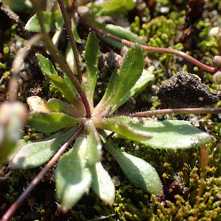 Draba glabrescens \ Kahles Hungerbl�mchen / Glabrous Whitlowgrass, D Mannheim,  Friesenheimer Insel 4.3.2022