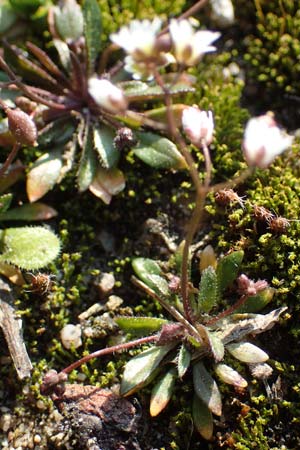 Draba glabrescens \ Kahles Hungerbl�mchen / Glabrous Whitlowgrass, D Mannheim,  Friesenheimer Insel 4.3.2022