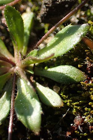 Draba glabrescens \ Kahles Hungerbl�mchen / Glabrous Whitlowgrass, D Mannheim,  Friesenheimer Insel 4.3.2022