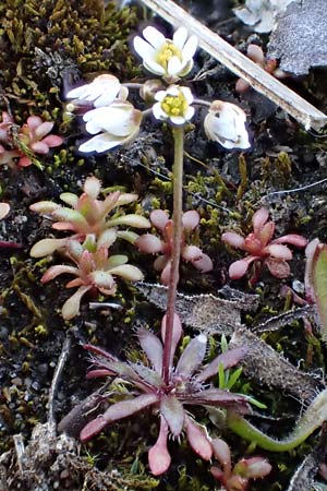 Draba glabrescens \ Kahles Hungerbl�mchen / Glabrous Whitlowgrass, D Mannheim-Rheinau 5.3.2022