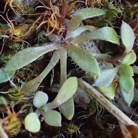 Draba glabrescens \ Kahles Hungerbl�mchen / Glabrous Whitlowgrass, D Schriesheim 6.3.2022