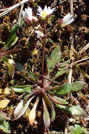 Draba glabrescens \ Kahles Hungerbl�mchen / Glabrous Whitlowgrass, D Schriesheim 6.3.2022