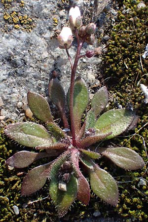 Draba glabrescens \ Kahles Hungerbl�mchen / Glabrous Whitlowgrass, D Mannheim-Neckarau 7.3.2022