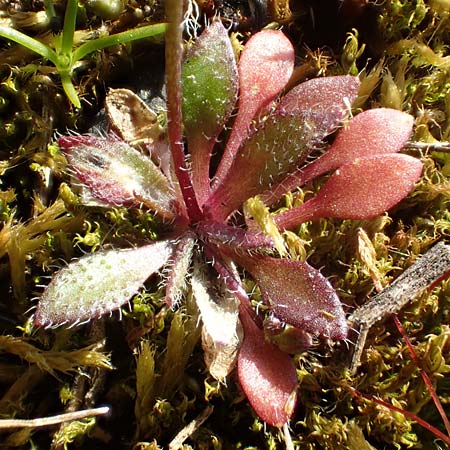 Draba verna agg. \ Fr�hlings-Hungerbl�mchen / Common Whitlowgrass, D Mannheim-Neckarau 7.3.2022
