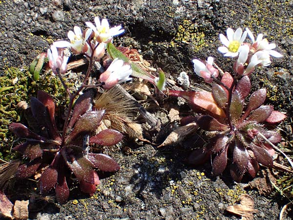 Draba glabrescens \ Kahles Hungerbl�mchen / Glabrous Whitlowgrass, D Mannheim 9.3.2022