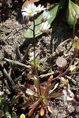 Draba glabrescens \ Kahles Hungerbl�mchen / Glabrous Whitlowgrass, D Mannheim 9.3.2022