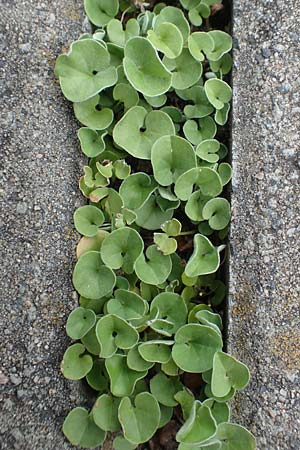 Dichondra micrantha, Kleinbl&uuml;tige Zweikornwinde