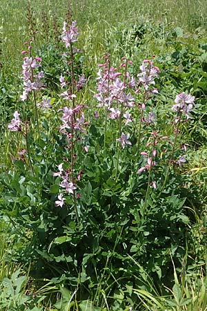 Dictamnus albus, Burning Bush
