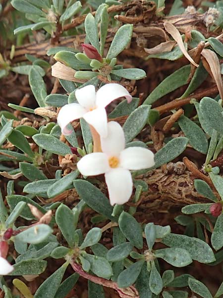 Daphne jasminea \ Jasmin�hnlicher Seidelbast / Jasmine Daphne, D Botan. Gar.  Universit.  T&uuml;bingen 3.9.2016