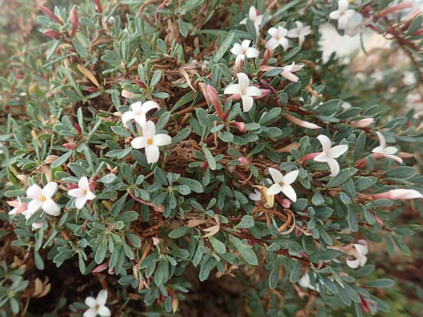 Daphne jasminea \ Jasmin�hnlicher Seidelbast / Jasmine Daphne, D Botan. Gar.  Universit.  T&uuml;bingen 3.9.2016