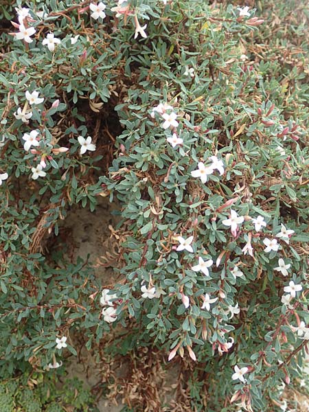 Daphne jasminea \ Jasmin�hnlicher Seidelbast / Jasmine Daphne, D Botan. Gar.  Universit.  T&uuml;bingen 3.9.2016