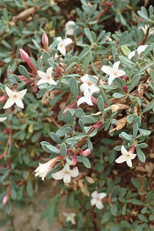 Daphne jasminea \ Jasmin�hnlicher Seidelbast / Jasmine Daphne, D Botan. Gar.  Universit.  T&uuml;bingen 3.9.2016