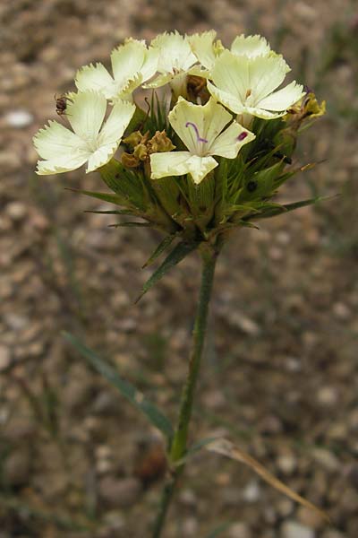 Dianthus knappii \ Schwefel-Nelke, Balkan-Nelke / Yellow Pink, D Botan. Gar.  Universit.  Mainz 11.7.2009