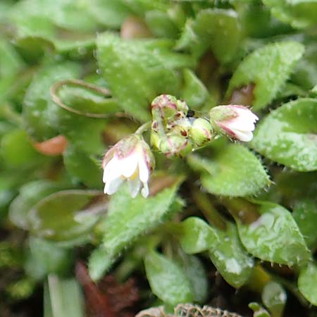 Draba kohlscheidensis \ Kohlscheider Hungerbl�mchen, D Herzogenrath-Kohlscheid 10.3.2019