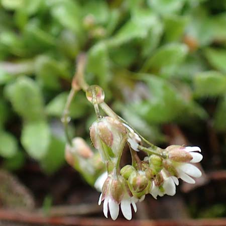 Draba kohlscheidensis \ Kohlscheider Hungerbl�mchen, D Herzogenrath-Kohlscheid 10.3.2019