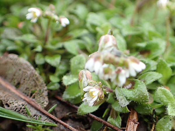 Draba kohlscheidensis \ Kohlscheider Hungerbl�mchen, D Herzogenrath-Kohlscheid 10.3.2019