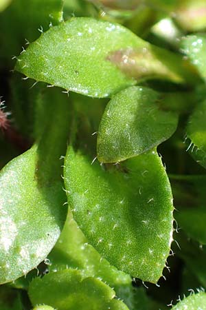 Draba kohlscheidensis \ Kohlscheider Hungerbl�mchen, D Herzogenrath-Kohlscheid 10.3.2019
